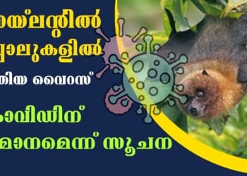 New Virus found in Bats