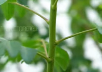 അറിയാം കറിവേപ്പിലയുടെ ആരോഗ്യ ഗുണങ്ങൾ