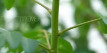 അറിയാം കറിവേപ്പിലയുടെ ആരോഗ്യ ഗുണങ്ങൾ