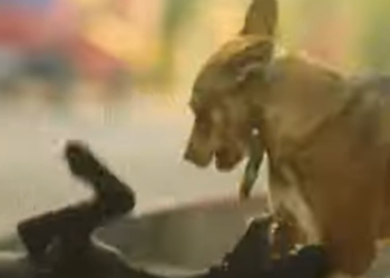 10 വർഷത്തിനിടെ തെരുവുനായയുടെ കടിയേറ്റ് മരിച്ചത് 12 കുട്ടികൾ