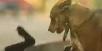 10 വർഷത്തിനിടെ തെരുവുനായയുടെ കടിയേറ്റ് മരിച്ചത് 12 കുട്ടികൾ