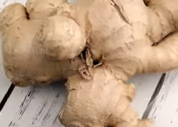 അറിയാം ഇഞ്ചിയുടെ ആരോഗ്യ ഗുണങ്ങൾ