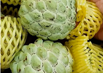 അറിയാം സീതപ്പഴത്തിന്റെ ആരോഗ്യ ഗുണങ്ങൾ