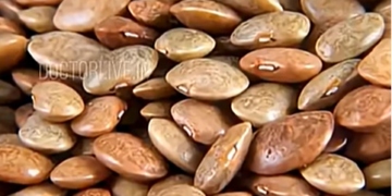 മുതിര കഴിക്കുബോൾ ശ്രദ്ധിക്കേണ്ട കാര്യങ്ങൾ